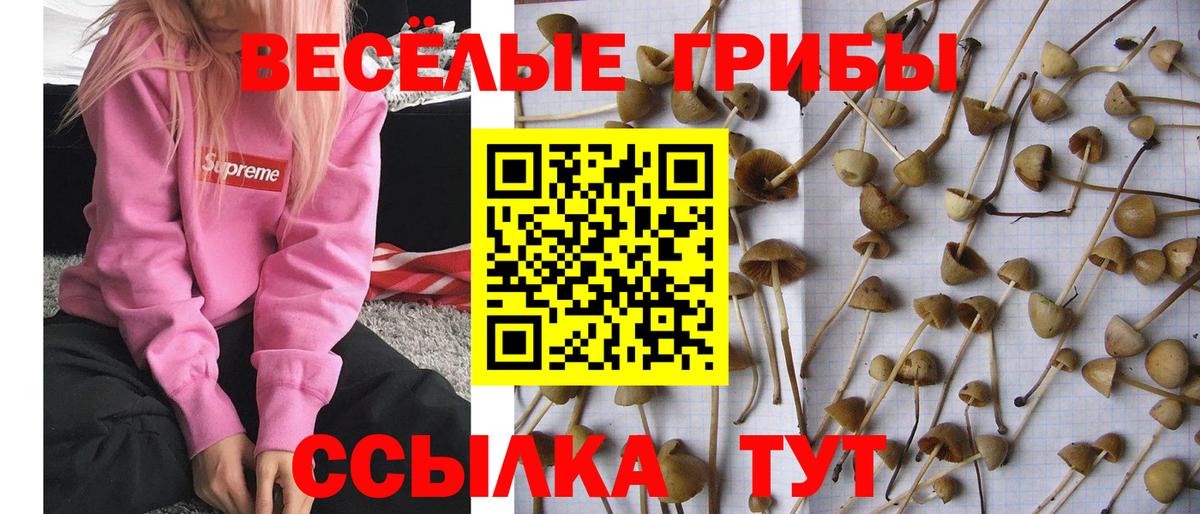 Керчь  Псилоцибиновые грибы Psilocybe  Вход с VPN 